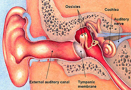 What is the smallest organ in the human body?   funtrivia