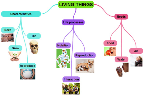 Science3_LivingThings_MindMap