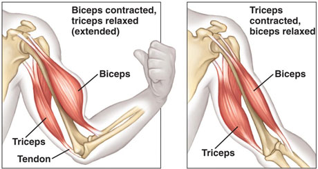 BicepsTriceps1ContractRelax460