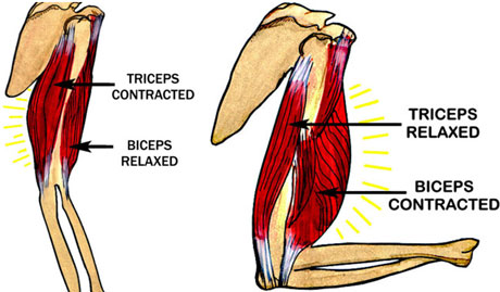 BicepsTriceps2ContractRelax460