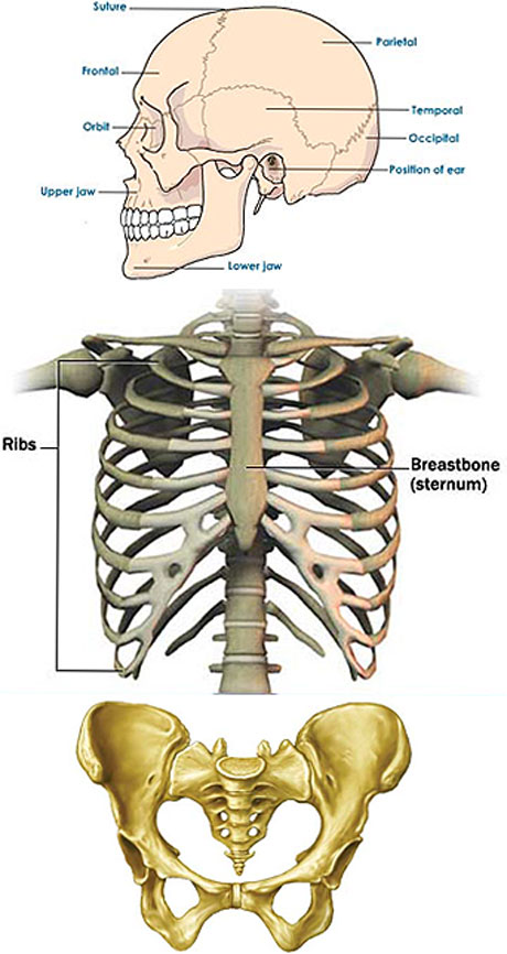 flatbones