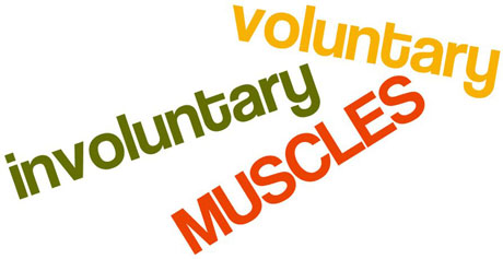 in_voluntarymuscles