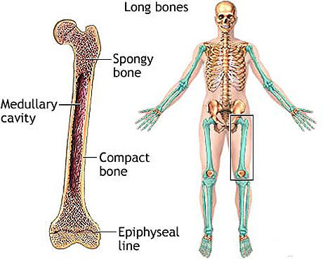 longbones