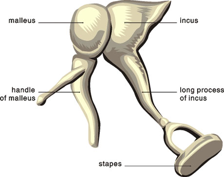 ossicles10_460