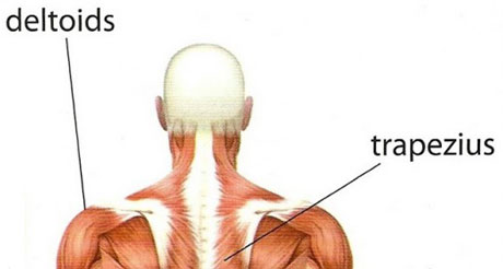 shouldersbackmuscles