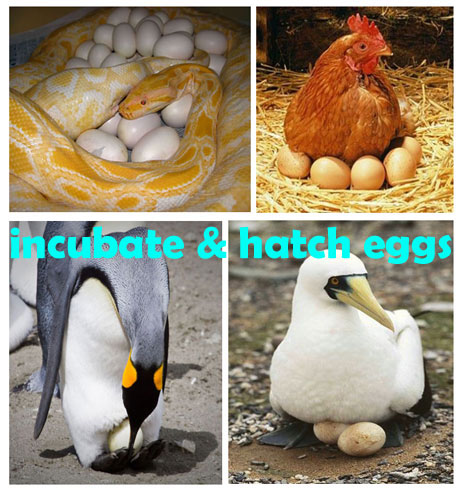 incubate_hatch