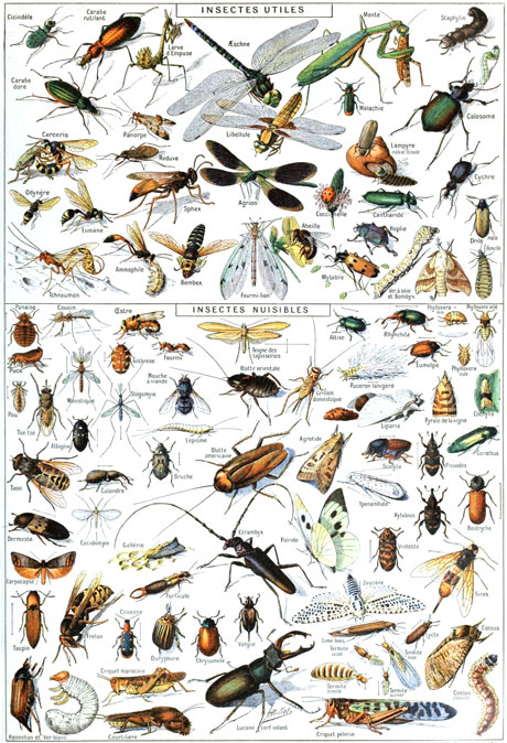 Insects_Larousse460