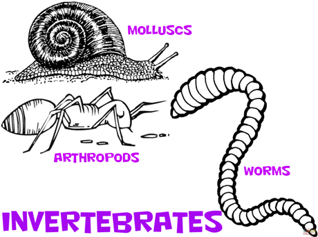 Invertebrates1b_maw
