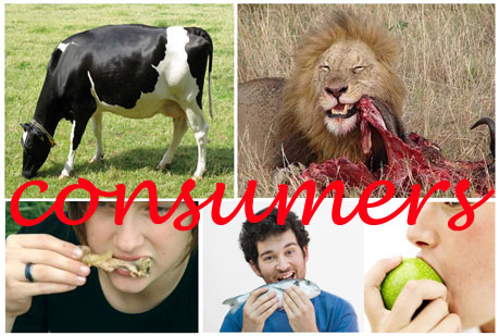 animals_consumers