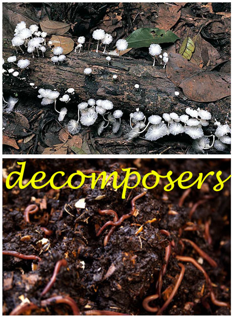 fungi_worms_decomposers