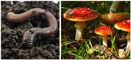 fungi_worms_decomposers2
