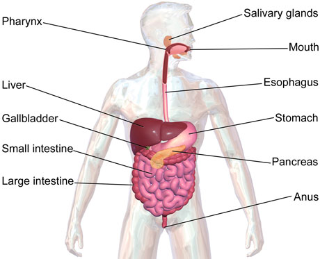 DigestiveSystem01_wikipedia460