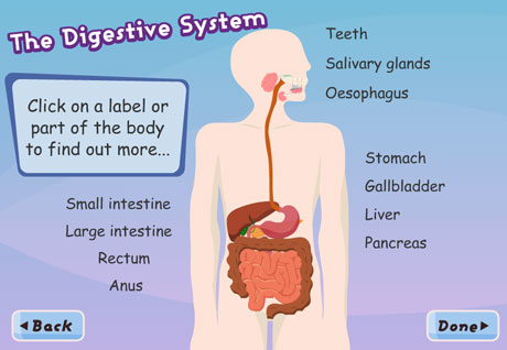 DigestiveSystem_ChildrensUniversityManchester