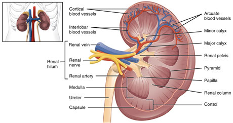 kidneys2_460