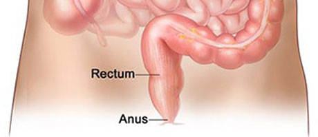 rectum_anus