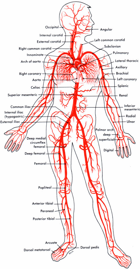 Arteries1_460