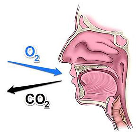 breatheinout_oxygencarbondioxide