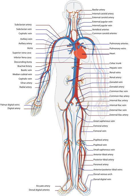 CirculatorySystem1_460