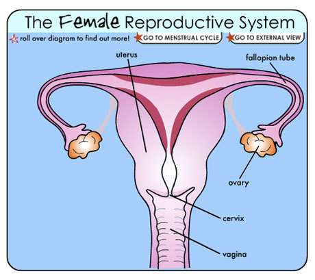 female_reproductive460
