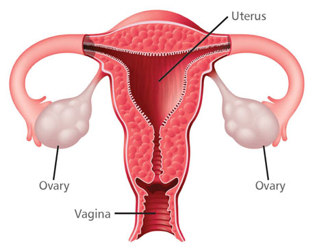 FemaleReproductiveSystem1_460