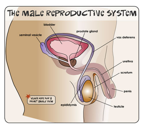 Male_reproductive_system460