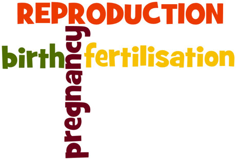 reproduction_wordle