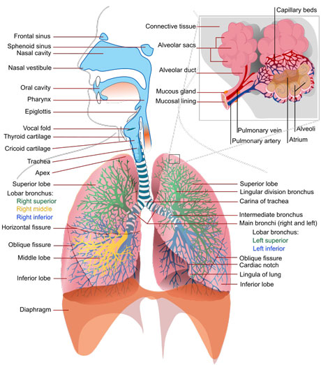 RespiratorySystem1_460