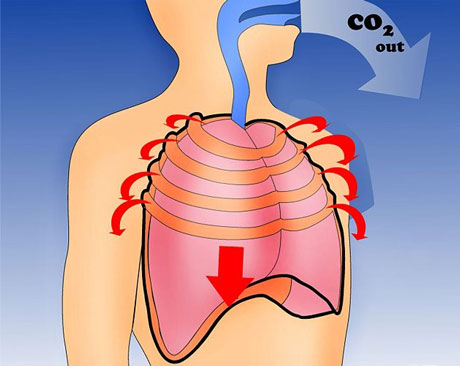 RespiratorySystem4_460