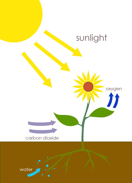 photosynthesis02_460