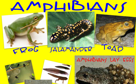 amphibians_collage_01_460