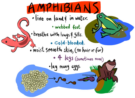 amphibians_sheppardsoftware